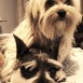 mis perros